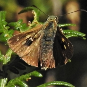 Timoconia flammeata at Cotter River, ACT - 18 Feb 2022