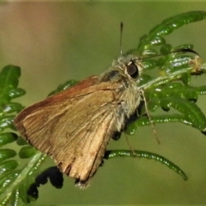 Timoconia flammeata at Cotter River, ACT - 18 Feb 2022