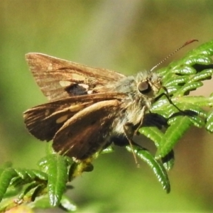 Timoconia flammeata at Cotter River, ACT - 18 Feb 2022