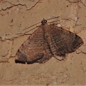 Chrysolarentia mecynata at Wanniassa, ACT - 17 Feb 2022