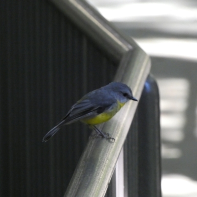 Eopsaltria australis (Eastern Yellow Robin) at Acton, ACT - 18 Feb 2022 by Steve_Bok