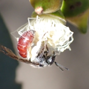 Lasioglossum (Parasphecodes) sp. (genus & subgenus) at Murrumbateman, NSW - 16 Feb 2022