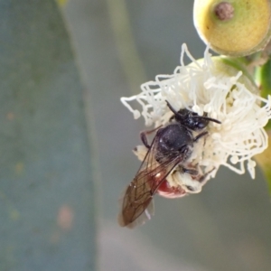 Lasioglossum (Parasphecodes) sp. (genus & subgenus) at Murrumbateman, NSW - 16 Feb 2022