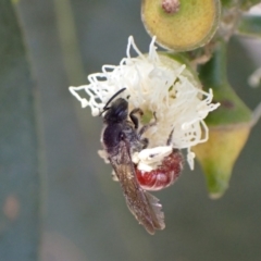 Lasioglossum (Parasphecodes) sp. (genus & subgenus) at Murrumbateman, NSW - 16 Feb 2022