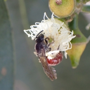 Lasioglossum (Parasphecodes) sp. (genus & subgenus) at Murrumbateman, NSW - 16 Feb 2022