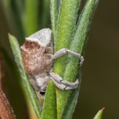 Iptergonus cionoides (A weevil) at Molonglo Valley, ACT - 17 Feb 2022 by AlisonMilton