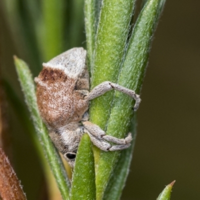 Iptergonus cionoides (A weevil) at Molonglo Valley, ACT - 17 Feb 2022 by AlisonMilton