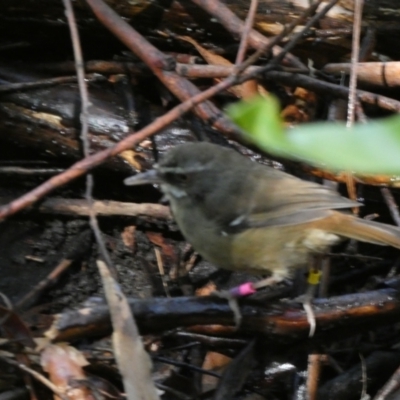 Sericornis frontalis (White-browed Scrubwren) at ANBG - 17 Feb 2022 by Steve_Bok