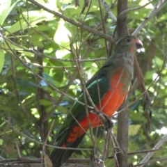 Alisterus scapularis (Australian King-Parrot) at Acton, ACT - 18 Feb 2022 by SteveBorkowskis