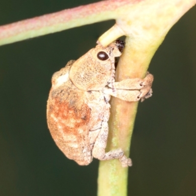 Gonipterus scutellatus (Eucalyptus snout beetle, gum tree weevil) at Molonglo Valley, ACT - 18 Feb 2022 by AlisonMilton