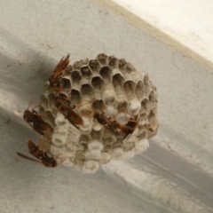 Polistes sp. (genus) (Unidentified paper wasp) at Acton, ACT - 17 Feb 2022 by Steve_Bok