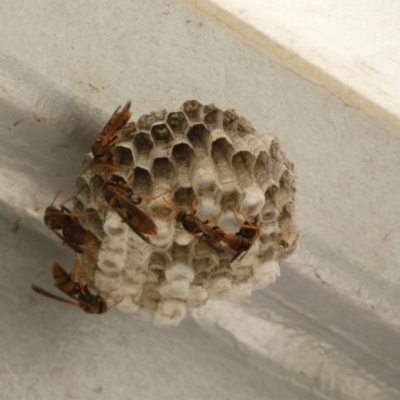 Polistes sp. (genus) (Unidentified paper wasp) at GG179 - 17 Feb 2022 by Steve_Bok