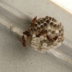 Polistes sp. (genus) at Acton, ACT - 18 Feb 2022 10:42 AM