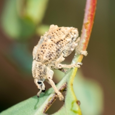 Oxyops fasciculatus (A weevil) at Molonglo Valley, ACT - 17 Feb 2022 by AlisonMilton