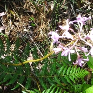 Dipodium roseum at Paddys River, ACT - 18 Feb 2022