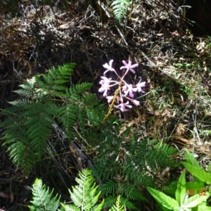 Dipodium roseum at Paddys River, ACT - 18 Feb 2022