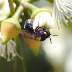 Hylaeus (Hylaeorhiza) nubilosus (A yellow-spotted masked bee) at Murrumbateman, NSW - 16 Feb 2022 by SimoneC