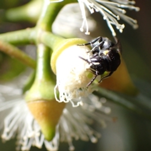 Hylaeus (Hylaeorhiza) nubilosus at Murrumbateman, NSW - 16 Feb 2022