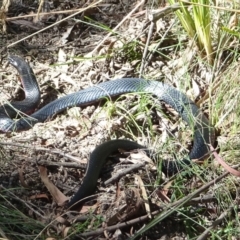 Pseudechis porphyriacus (Red-bellied Black Snake) at Tidbinbilla Nature Reserve - 17 Feb 2022 by GirtsO