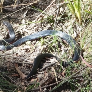 Pseudechis porphyriacus at Paddys River, ACT - 18 Feb 2022