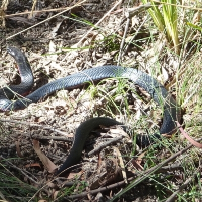 Pseudechis porphyriacus (Red-bellied Black Snake) at Tidbinbilla Nature Reserve - 17 Feb 2022 by GirtsO
