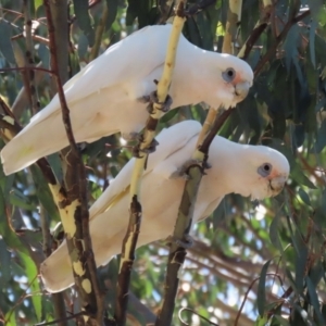 Cacatua sanguinea at Bonython, ACT - 18 Feb 2022 12:34 PM