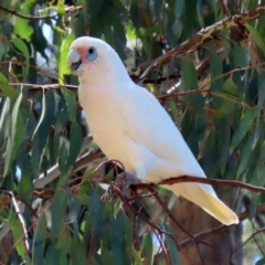 Cacatua sanguinea at Bonython, ACT - 18 Feb 2022 12:34 PM