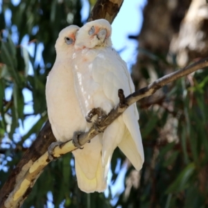 Cacatua sanguinea at Bonython, ACT - 18 Feb 2022 12:34 PM