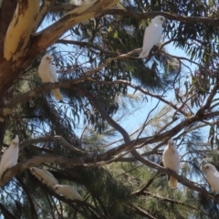 Cacatua sanguinea at Bonython, ACT - 18 Feb 2022 12:34 PM