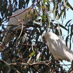 Cacatua sanguinea at Bonython, ACT - 18 Feb 2022 12:34 PM