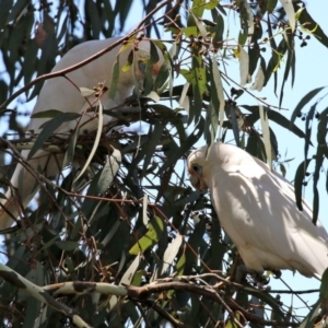 Cacatua sanguinea at Bonython, ACT - 18 Feb 2022 12:34 PM