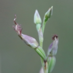 Calochilus sp. aff. gracillimus (Beard Orchid) at Moruya, NSW by LisaH