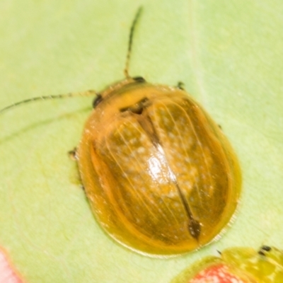 Paropsisterna cloelia (Eucalyptus variegated beetle) at Denman Prospect 2 Estate Deferred Area (Block 12) - 17 Feb 2022 by AlisonMilton