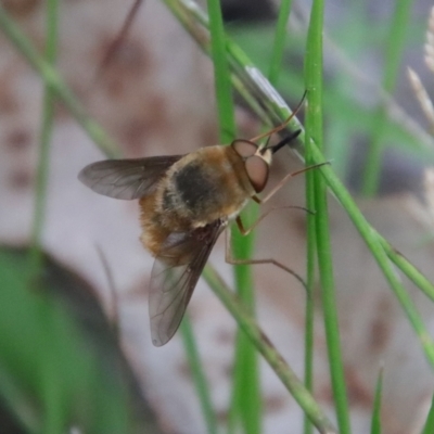 Unidentified True fly (Diptera) at Moruya, NSW - 18 Feb 2022 by LisaH