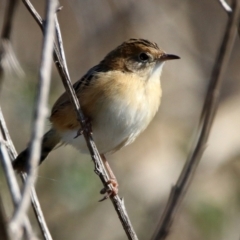 Cisticola exilis (Golden-headed Cisticola) at Bonython, ACT - 18 Feb 2022 by RodDeb