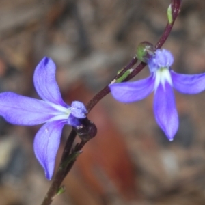 Lobelia dentata/gibbosa at Shannons Flat, NSW - 14 Feb 2022