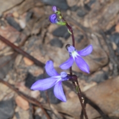 Lobelia dentata/gibbosa at Shannons Flat, NSW - 14 Feb 2022