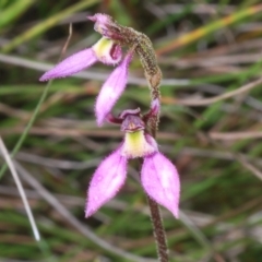 Eriochilus magenteus (Magenta Autumn Orchid) at Shannons Flat, NSW - 14 Feb 2022 by Harrisi