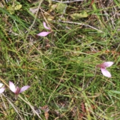 Eriochilus magenteus at Shannons Flat, NSW - 14 Feb 2022