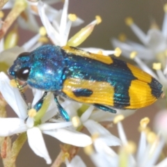 Castiarina skusei (A Jewel Beetle) at Rendezvous Creek, ACT - 13 Feb 2022 by Harrisi