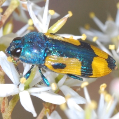 Castiarina skusei (A Jewel Beetle) at Rendezvous Creek, ACT - 14 Feb 2022 by Harrisi