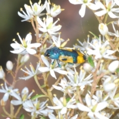 Castiarina skusei at Rendezvous Creek, ACT - 14 Feb 2022 10:52 AM