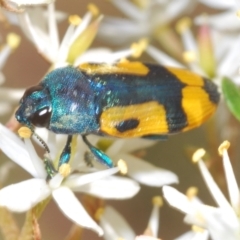 Castiarina skusei at Rendezvous Creek, ACT - 14 Feb 2022 10:52 AM