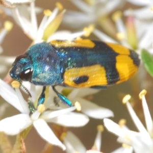 Castiarina skusei at Rendezvous Creek, ACT - 14 Feb 2022 10:52 AM