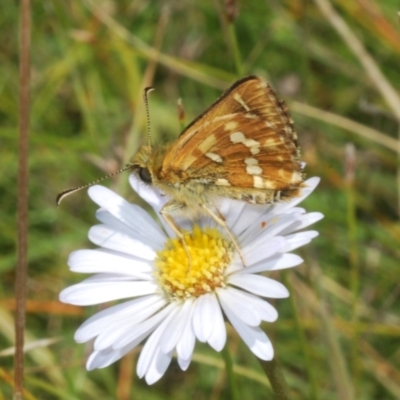 Atkinsia dominula (Two-brand grass-skipper) at Shannons Flat, NSW - 14 Feb 2022 by Harrisi