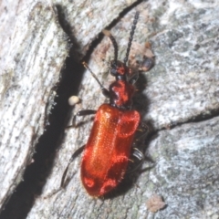 Lemodes coccinea (Scarlet ant beetle) at Paddys River, ACT - 17 Feb 2022 by Harrisi