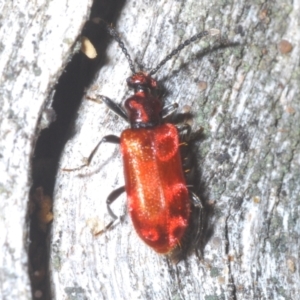 Lemodes coccinea at Paddys River, ACT - 17 Feb 2022 04:38 PM