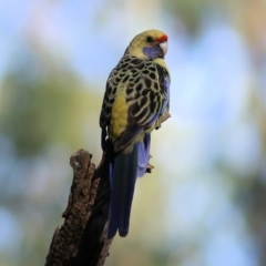 Platycercus elegans flaveolus (Yellow Rosella) at Splitters Creek, NSW - 17 Feb 2022 by KylieWaldon