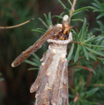 Metura elongatus (Saunders' case moth) at Vincentia, NSW - 18 Feb 2022 by AnneG1