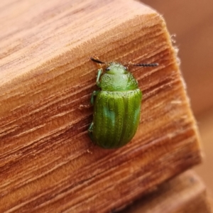 Calomela pallida at Molonglo Valley, ACT - 19 Feb 2022